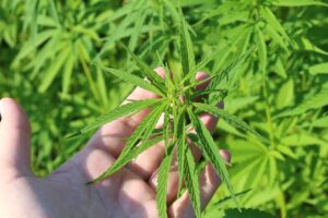 hemp plant, hand, cannabis sativa-3661210.jpg
