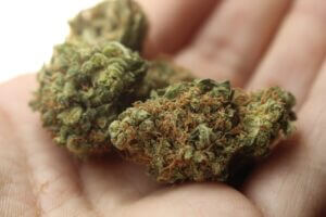 weed, cannabis, marijuana-2517251.jpg