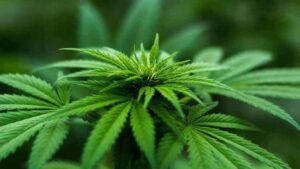 Hybrid Cannabis Strains