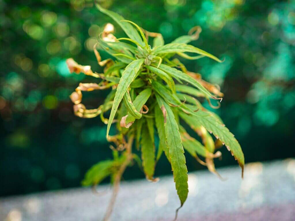 Sativa strains Leaves