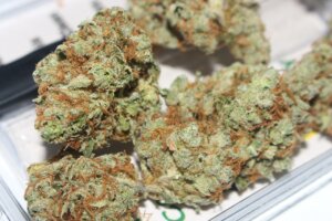 cannabis hybrid strains