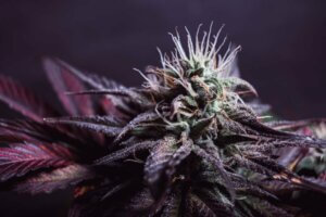 Cannatonic Kief, a cannabis wild flower